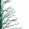 Northlight 6' Prelit Artificial Christmas Tree White Lighted Cascade Twig Outdoor Decoration - Green Lights 2 Northlight 6' Prelit Artificial Christmas Tree White Lighted Cascade Twig Outdoor Decoration - Green Lights -Outdoor Lighting Official Shop unnamed file 1018