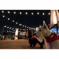 12ct Seasons Wi-Fi Classic Café Outdoor String Lights - Black Wire - Enbrighten 10 12ct Seasons Wi-Fi Classic Café Outdoor String Lights - Black Wire - Enbrighten -Outdoor Lighting Official Shop unnamed file 46